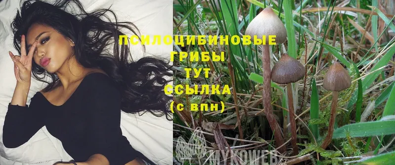 магазин  наркотиков  Белинский  Псилоцибиновые грибы Psilocybe 